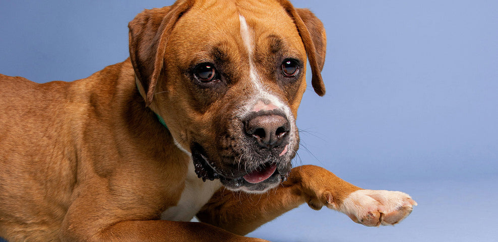 Can Dogs Eat Peanuts?