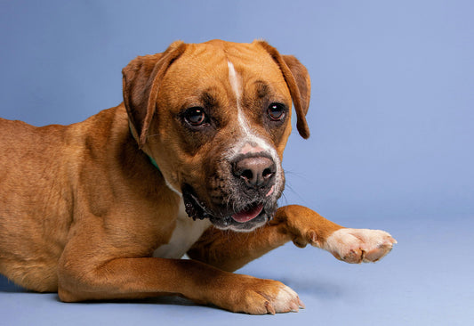 Can Dogs Eat Peanuts?