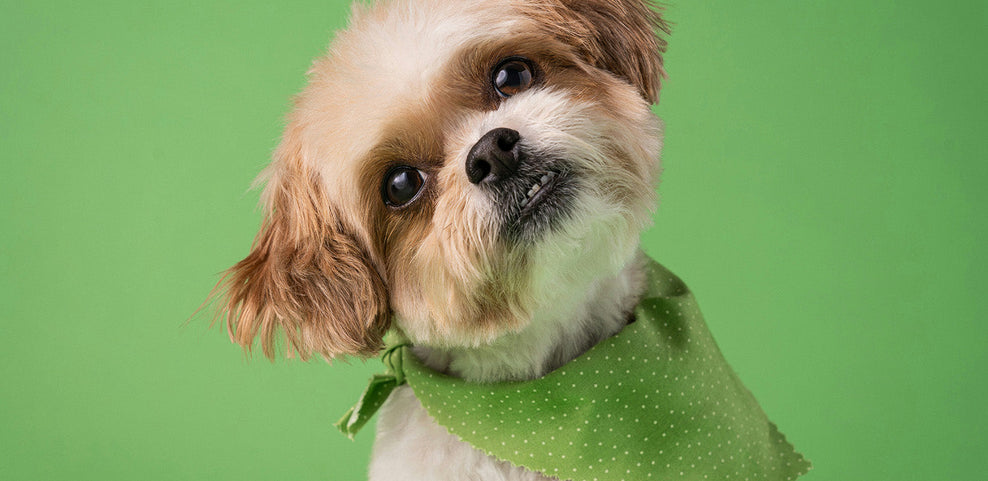 Can Dogs Eat Peppers?