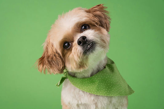 Can Dogs Eat Peppers?
