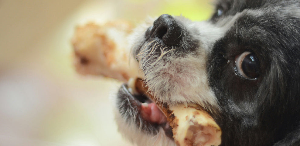 Can Dogs Eat Pork?