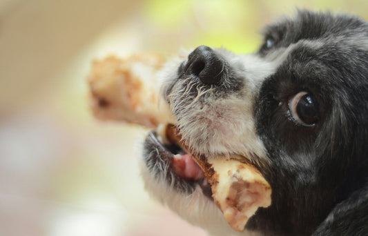 Can Dogs Eat Pork?