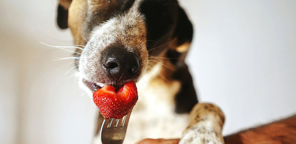 Can Dogs Eat Strawberries & Strawberry Leaves