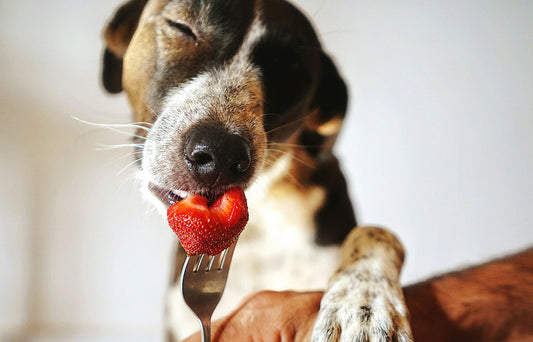 Can Dogs Eat Strawberries & Strawberry Leaves
