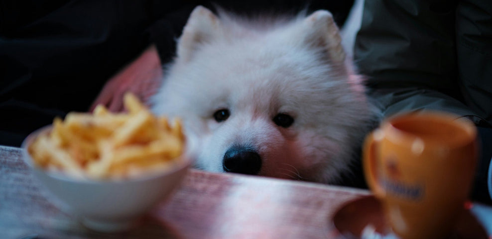 Can Dogs Eat Potatoes?