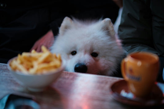 Can Dogs Eat Potatoes?