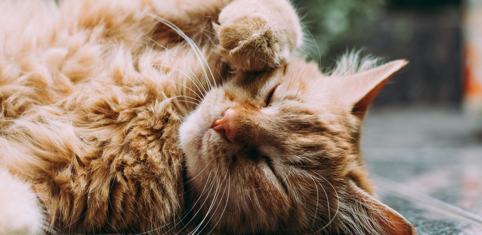 What Can Cats Eat?