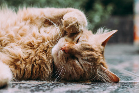 What Can Cats Eat?