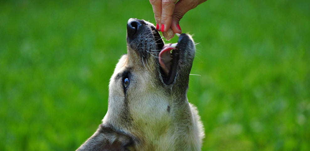 Can Dogs Eat Raspberries?