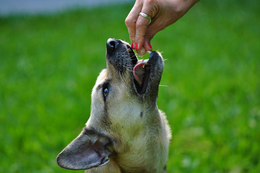 Can Dogs Eat Raspberries?