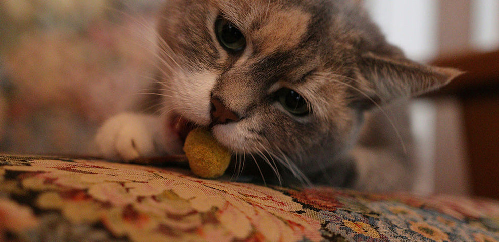 Can Cats Eat Bananas?