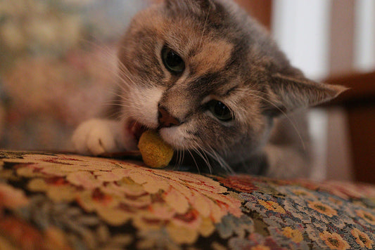 Can Cats Eat Bananas?