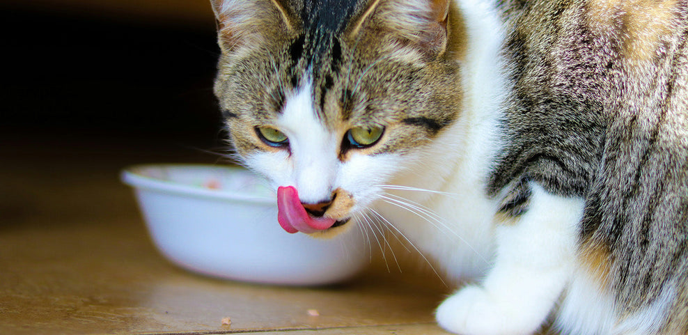 Can Cats Eat Peanut Butter?