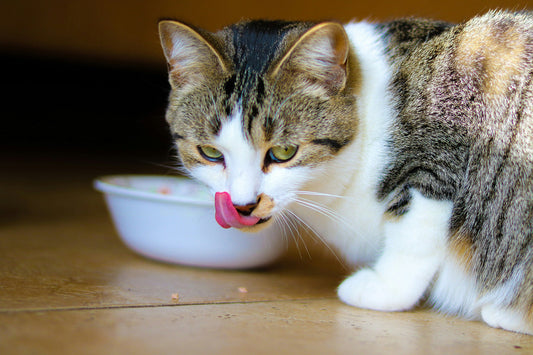 Can Cats Eat Peanut Butter?
