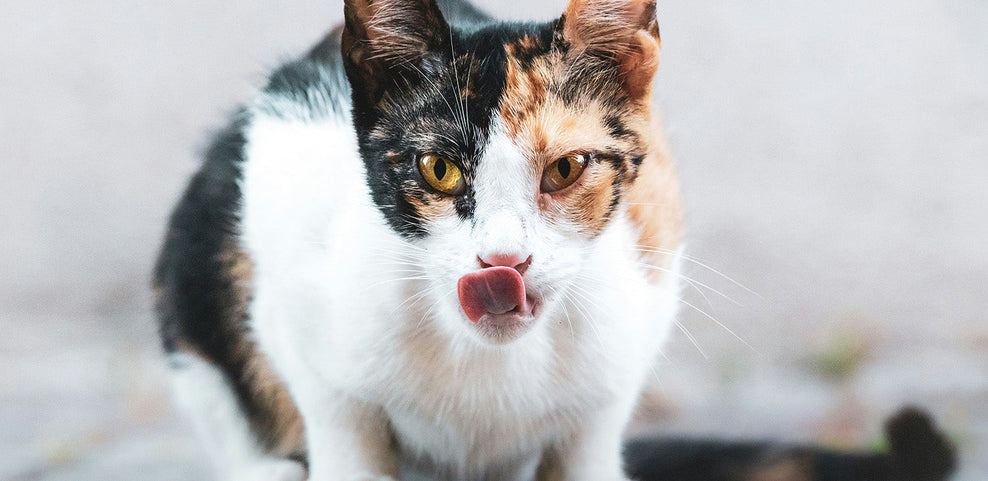 Can Cats Eat Pork?