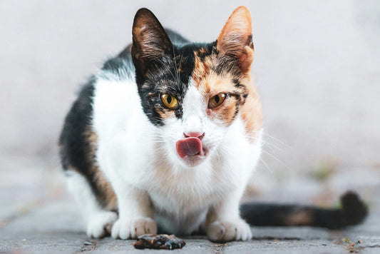 Can Cats Eat Pork?