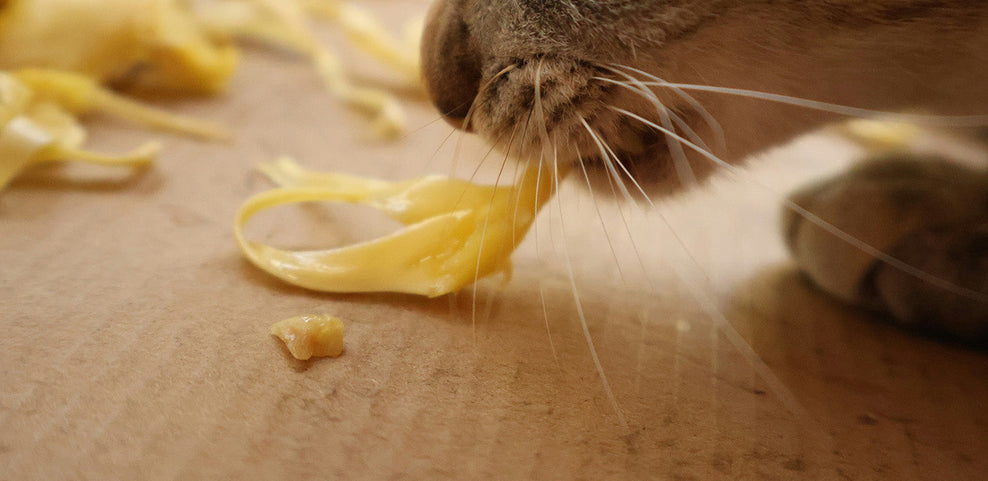 Can Cats Eat Potatoes?