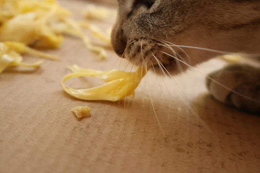 Can Cats Eat Potatoes?