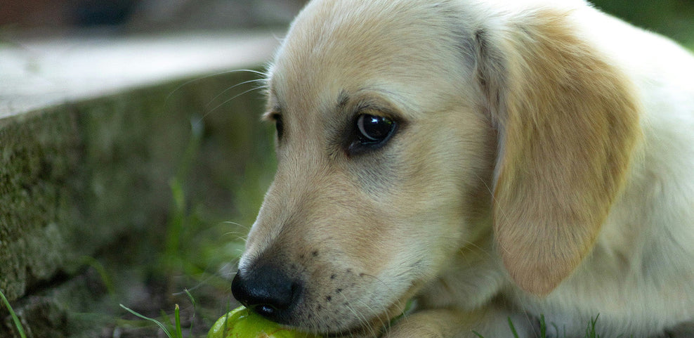 Why Does My Dog Keep Licking Their Paws?