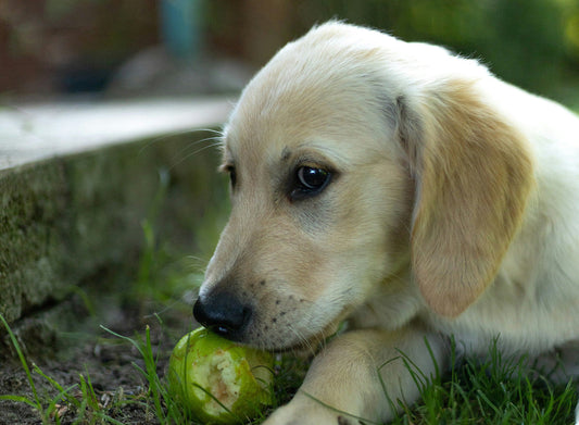 Why Does My Dog Keep Licking Their Paws?