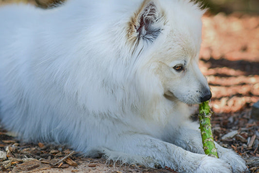 Can Dogs Eat Asparagus?