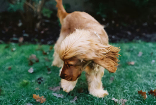 Can Dogs Eat Barley?