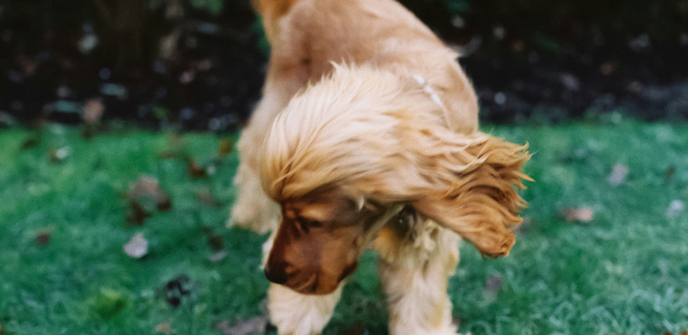 Is My Dog Allergic to His Food or Environment?