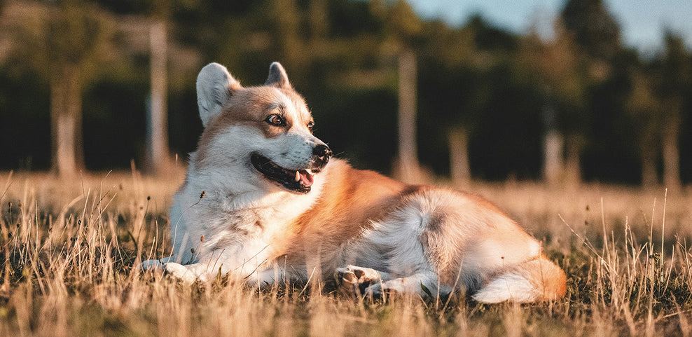 Do Dog Calming Tablets Work?