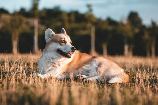 Do Dog Calming Tablets Work?