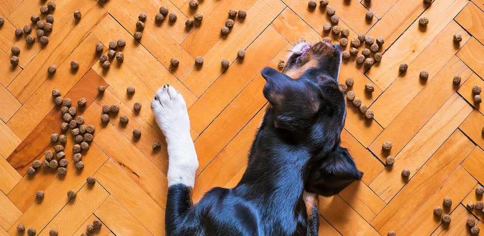 Can Dogs Eat Cashew Nuts?