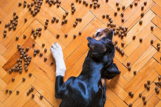 Can Dogs Eat Cashew Nuts?