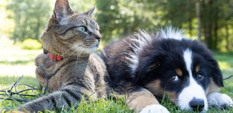 Are Dog & Cat Intolerance Tests Accurate?