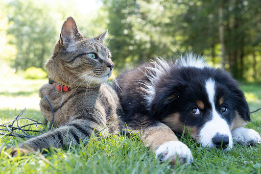 Are Dog & Cat Intolerance Tests Accurate?