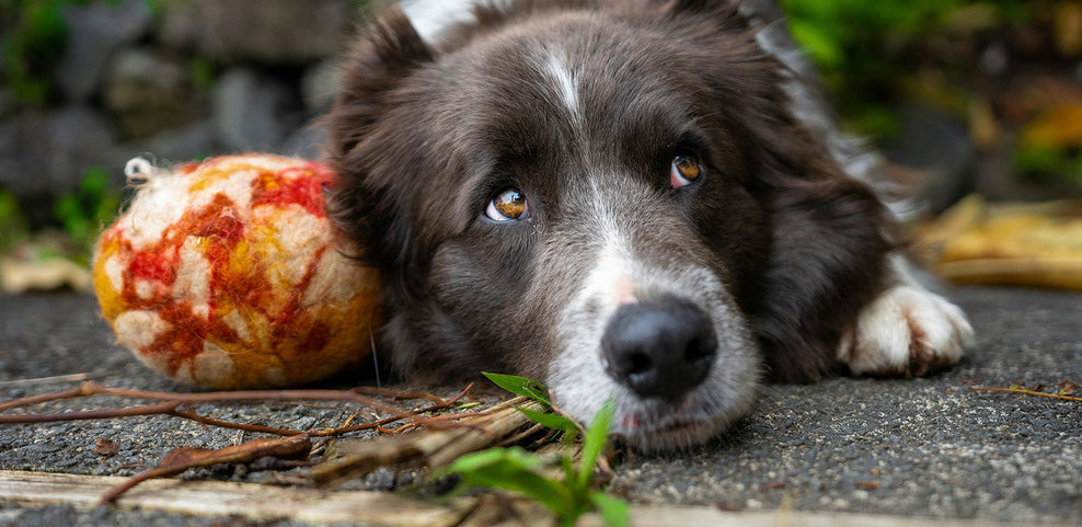 Can Dogs Eat Cauliflower?