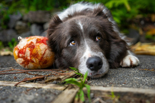 Can Dogs Eat Cauliflower?