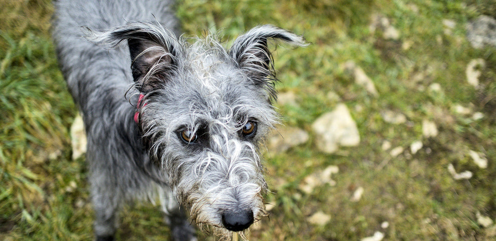 Can Dogs Eat Celery?