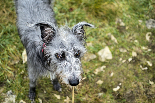 Can Dogs Eat Celery?