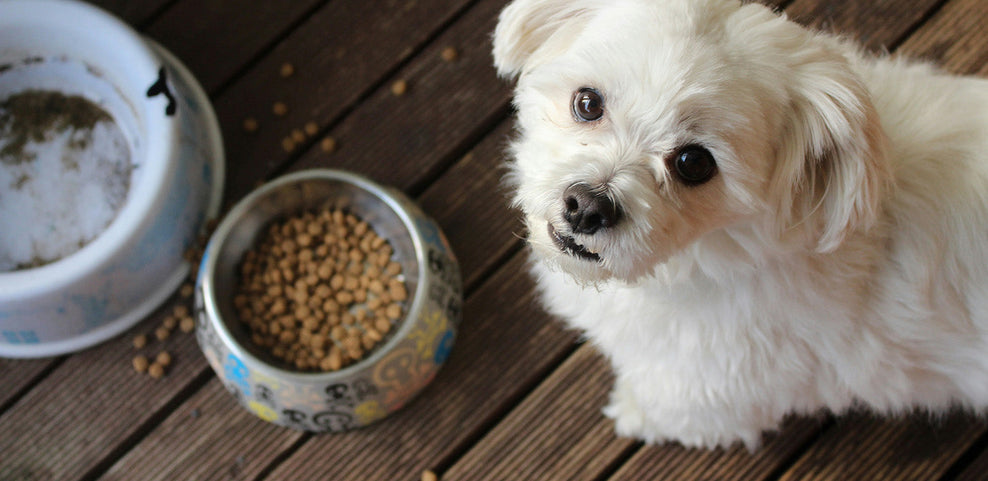 Can Dogs Eat Chicken Liver?