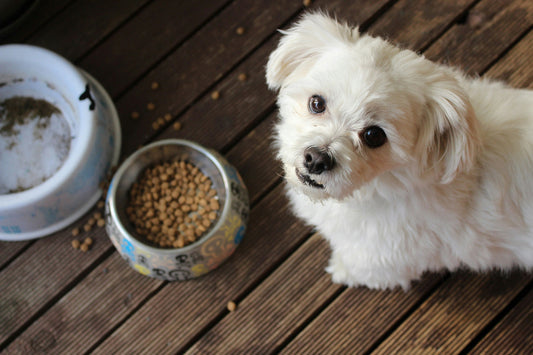 Can Dogs Eat Chicken Liver?