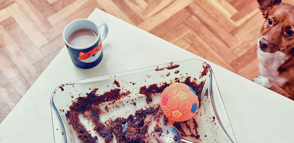 Why Can't Dogs Eat Chocolate?