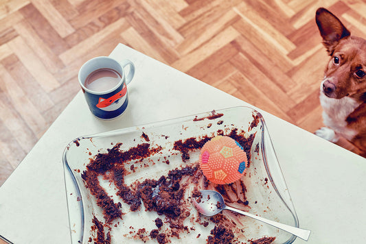 Why Can't Dogs Eat Chocolate?