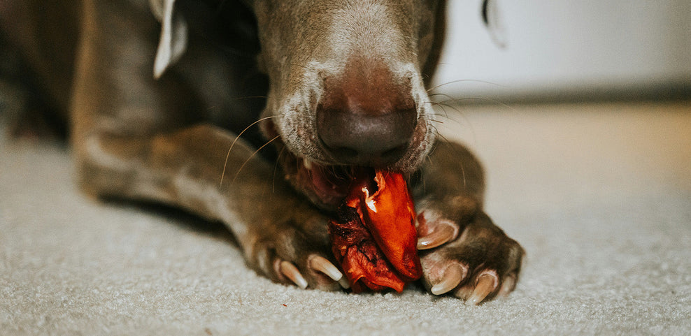Can Dogs Eat Crab? Crab Meat, Shells & Crab Sticks Explained