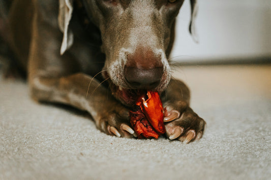 Can Dogs Eat Lobster?