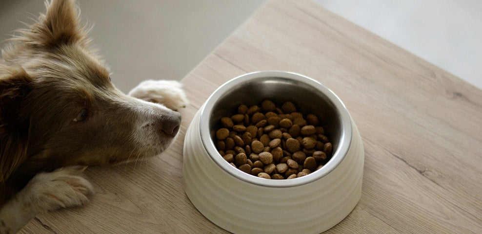 Can Dogs Eat Cranberries?