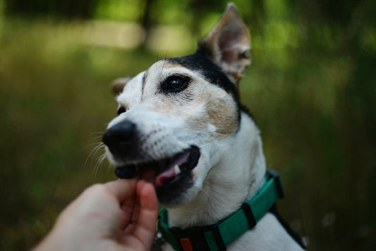 Can Dogs Eat Cucumber?