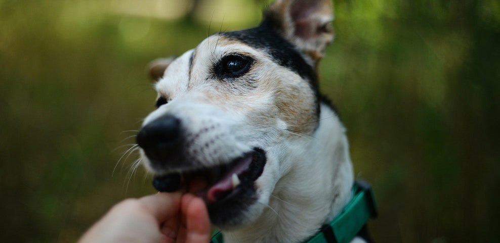 Can Dogs Eat Basil?