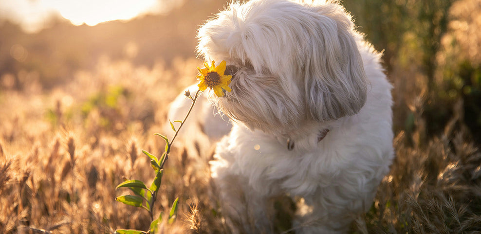 What Foods Make Dogs Itchy?
