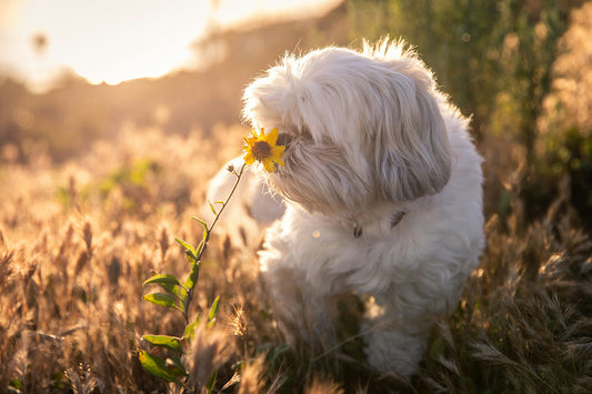 What Foods Make Dogs Itchy?