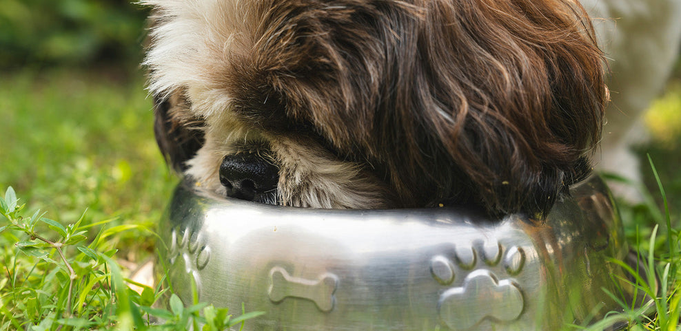Why Is My Dog Drinking So Much Water?
