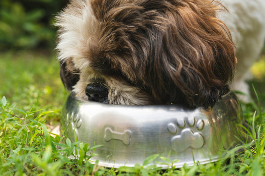 Can Dogs Eat Sunflower Seeds?